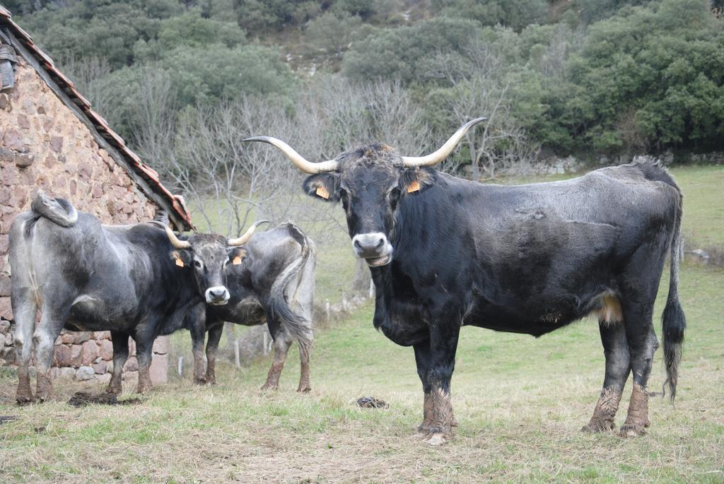 El Molino De Cicera Vendégház Szoba fotó